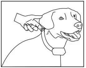 Patpet A01 No Bark Collar Manual Image