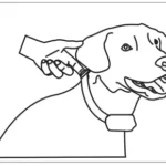 PATPET No Bark Collar A12 Manual Thumb